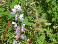 Люпин низкий – Lupinus nanus Douglas.