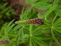 Люпин скученный – Lupinus confertus Kellogg.