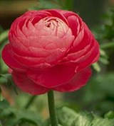 Лютик (декоративный)