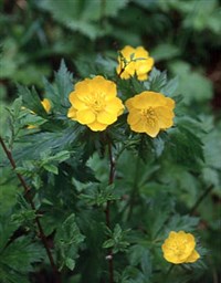 Лютик (желтый)