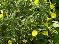 Лютик дубравный – Ranunculus nemorosus DC.