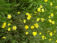 Лютик едкий – Ranunculus acris L.