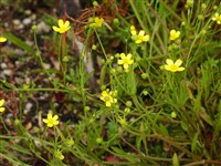 Лютик жгучий – Ranunculus flammula L.