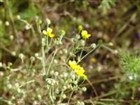 Лютик иллирийский – Ranunculus illyricus L.