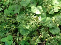 Лютик кашубский – Ranunculus cassubicus L.