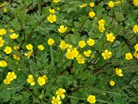 Лютик ползучий – Ranunculus repens L.