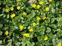 Лютик чистяк, фигоподобный – Ranunculus ficaria L. (1)