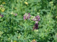 Люцерна посевная – Medicago sativa L.
