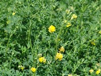 Люцерна серповидная – Medicago falcata (L.) Arcang.