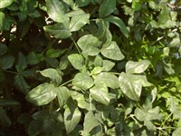 Лябурнум Ватерера – Laburnum x watereri (Kirchn.) Dipp.