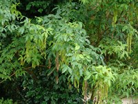 Лябурнум альпийский – Laburnum alpinum (Mill.) Bercht. & Presl. (1)