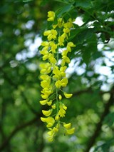 Лябурнум альпийский – Laburnum alpinum (Mill.) Bercht. & Presl. (2)