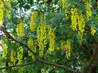 Лябурнум анагиролистный, золотой дождь – Laburnum anagyroides Medik. (1)