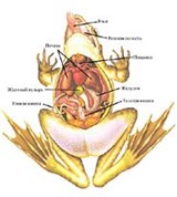 Лягушка (внутренние органы)