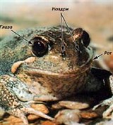 Лягушка (голова)