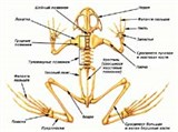 Лягушка (скелет)
