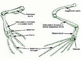 Лягушка (скелет конечностей)