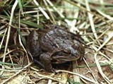 Лягушка остромордая
