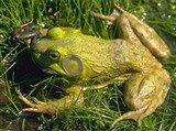 Лягушка-бык (2)