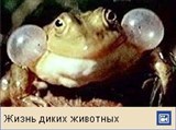 Лягушки (видео)