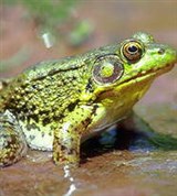 Лягушки (самец зеленой прудовой лягушки)