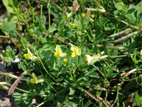 Лядвенец морской, стручковый – Lotus maritimus L.