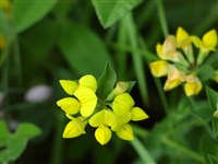 Лядвенец рогатый – Lotus corniculatus L. (1)