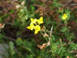 Лядвенец рогатый – Lotus corniculatus L. (2)
