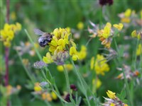 Лядвенец топяной – Lotus uliginosus Schkuhr.