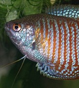 Лялиус (Colisa lalia)