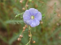 Лён австрийский – Linum austriacum L.