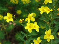 Лён желтый – Linum flavum L.