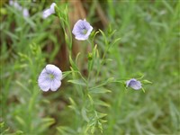 Лён клейкий – Linum viscosum L.