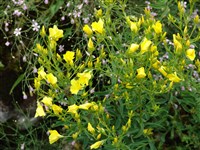Лён колокольчиковый – Linum campanulatum L.