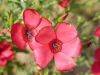 Лён крупноцветковый – Linum grandiflorum Desf.