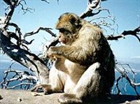 МАГОТ (Macaca sylvanus)