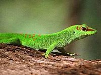 МАДАГАСКАРСКИЙ ДНЕВНОЙ ГЕККОН (Phelsuma madagascariensis)