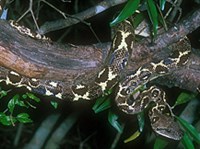 МАДАГАСКАРСКИЙ ДРЕВЕСНЫЙ УДАВ (Sanzinia madagascariensis)