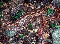 МАДАГАСКАРСКИЙ УДАВ (Acrantophis madagascariensis)