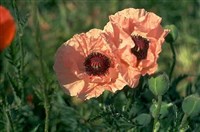 МАК (снотворный)