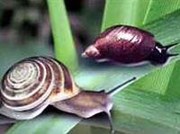 МАЛАКОЛОГИЯ (брюхоногие моллюски)