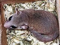 МАЛАЯ АФРИКАНСКАЯ СОНЯ (Graphiurus parvus)