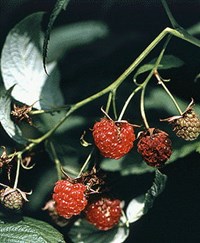 МАЛИНА ОБЫКНОВЕННАЯ