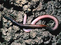 МАЛОЩЕТИНКОВЫЕ ЧЕРВИ (Дождевой червь)