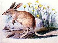 МАЛЫЙ БИЛЬБИ (Macrotis leucura)