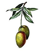 МАНГО (ветвь с плодами)
