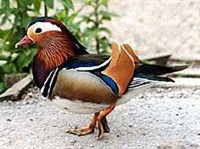 МАНДАРИНКА (селезень)