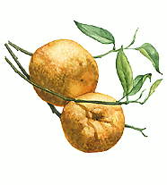 МАНДАРИН (ветвь с плодами)