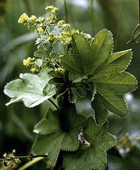 МАНЖЕТКА ОБЫКНОВЕННАЯ