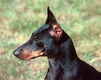 МАНЧЕСТЕРСКИЙ ТЕРЬЕР